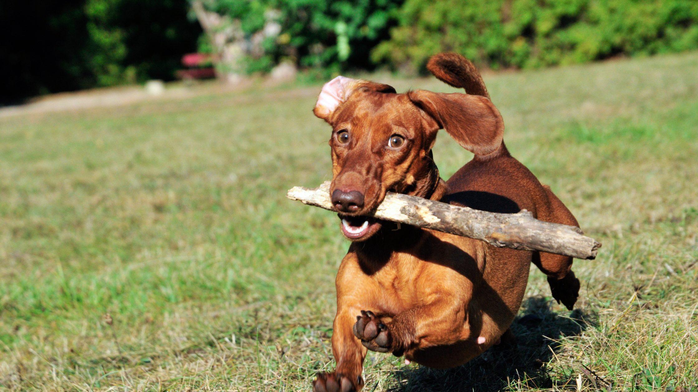 El Ejercicio en el Teckel: Guía para un Perro Salchicha Saludable