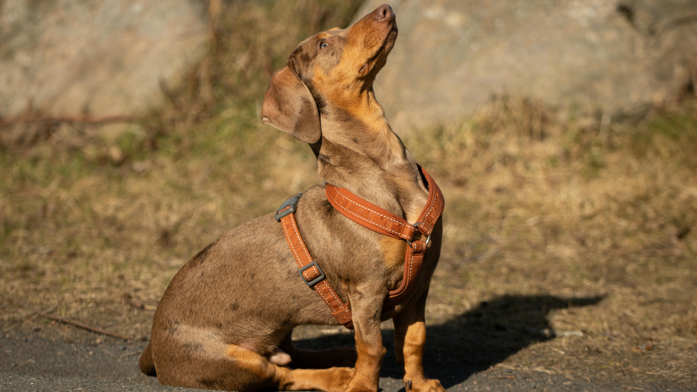 Los mejores arneses para Teckel: cómo elegir el ideal para tu perro salchicha