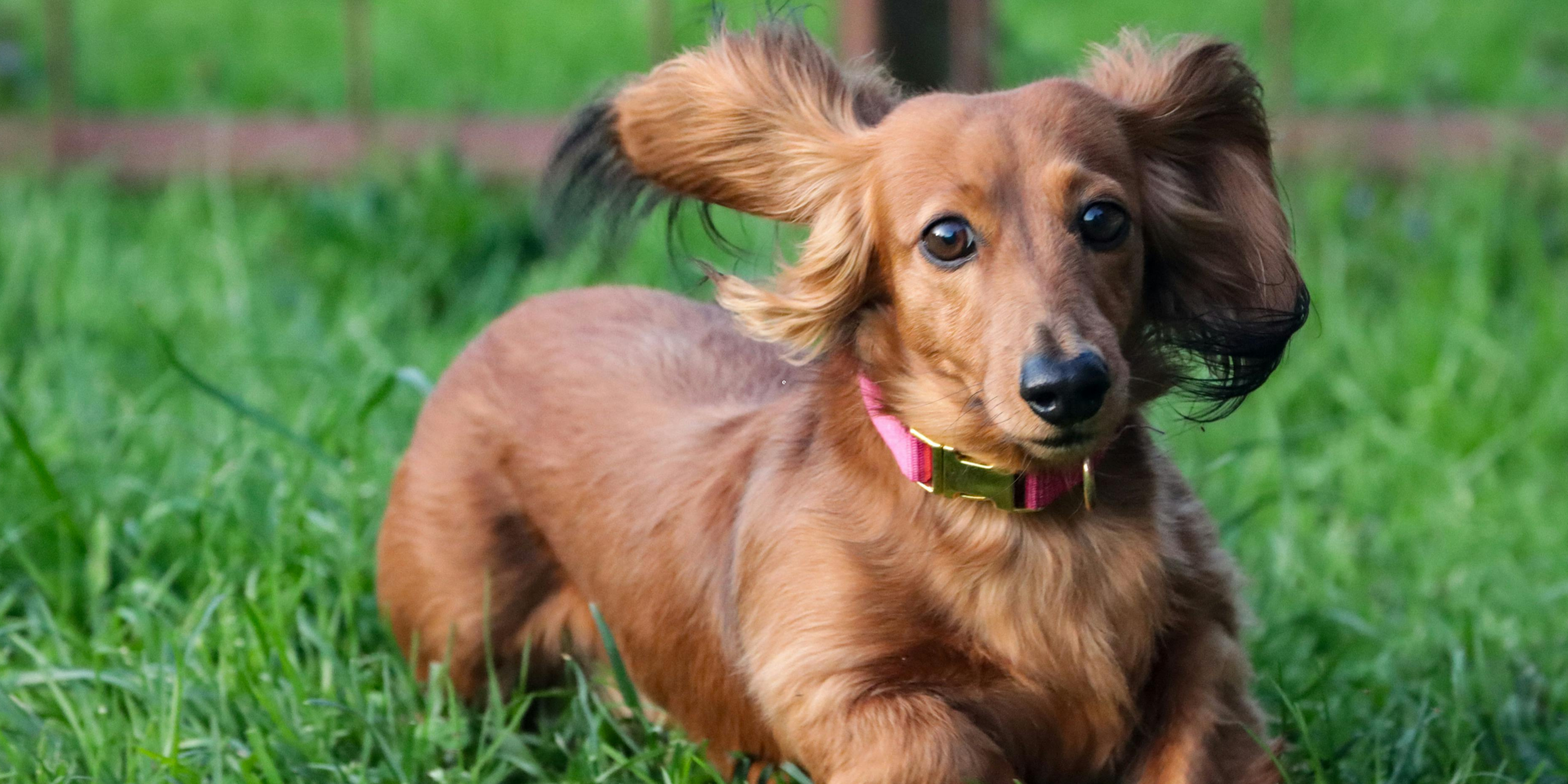 Los mejores seguros para Teckel: cómo proteger a tu perro salchicha y evitar gastos inesperados