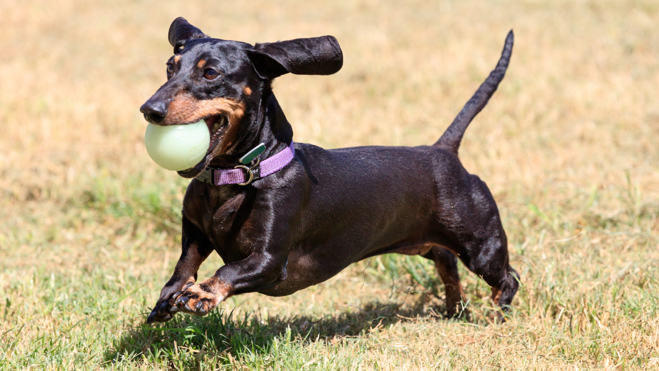 Juegos para Teckel: 5 actividades que tu perro salchicha va a amar