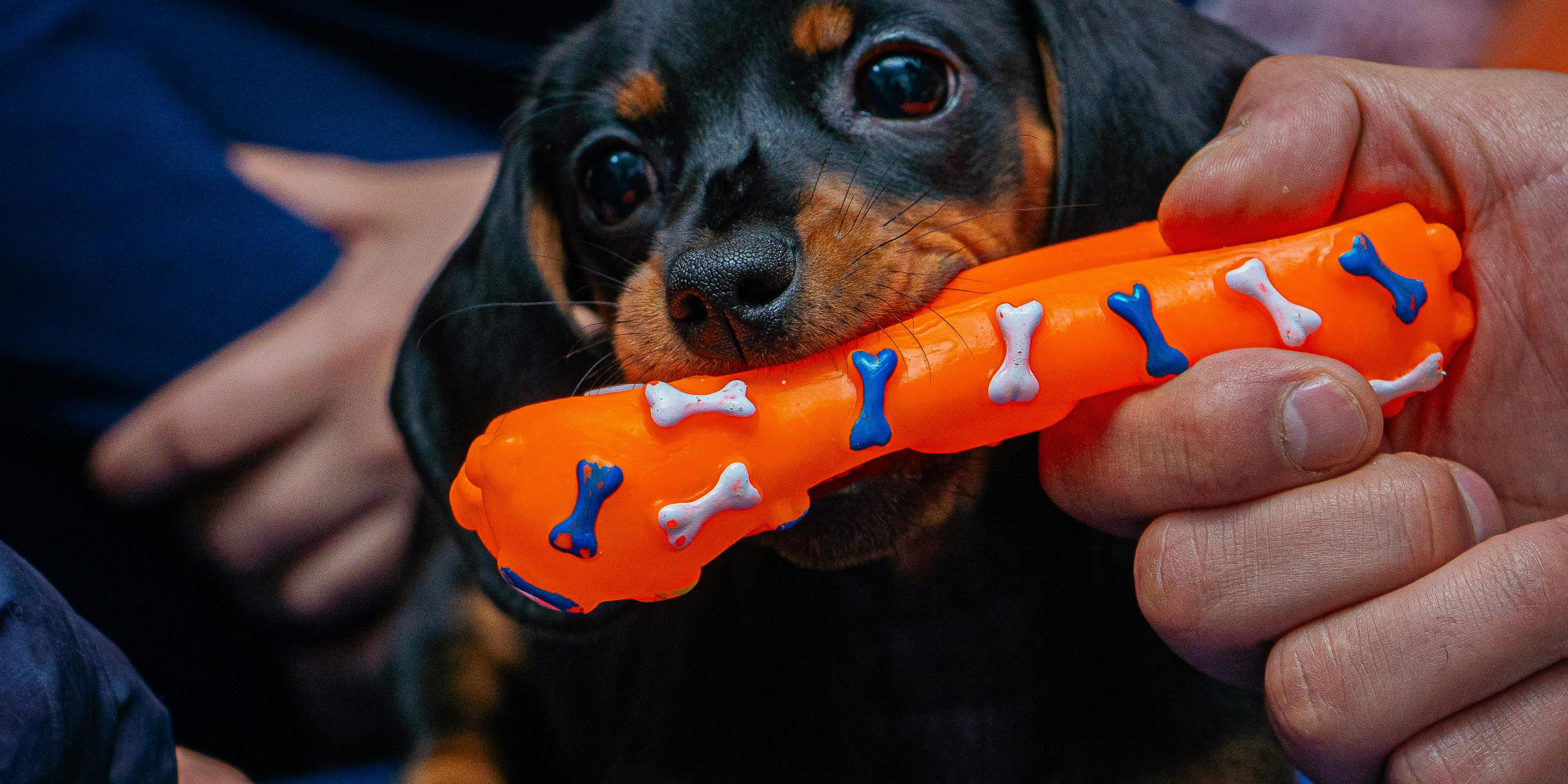 Juegos para perro salchicha: los mejores juguetes para un Teckel feliz y activo