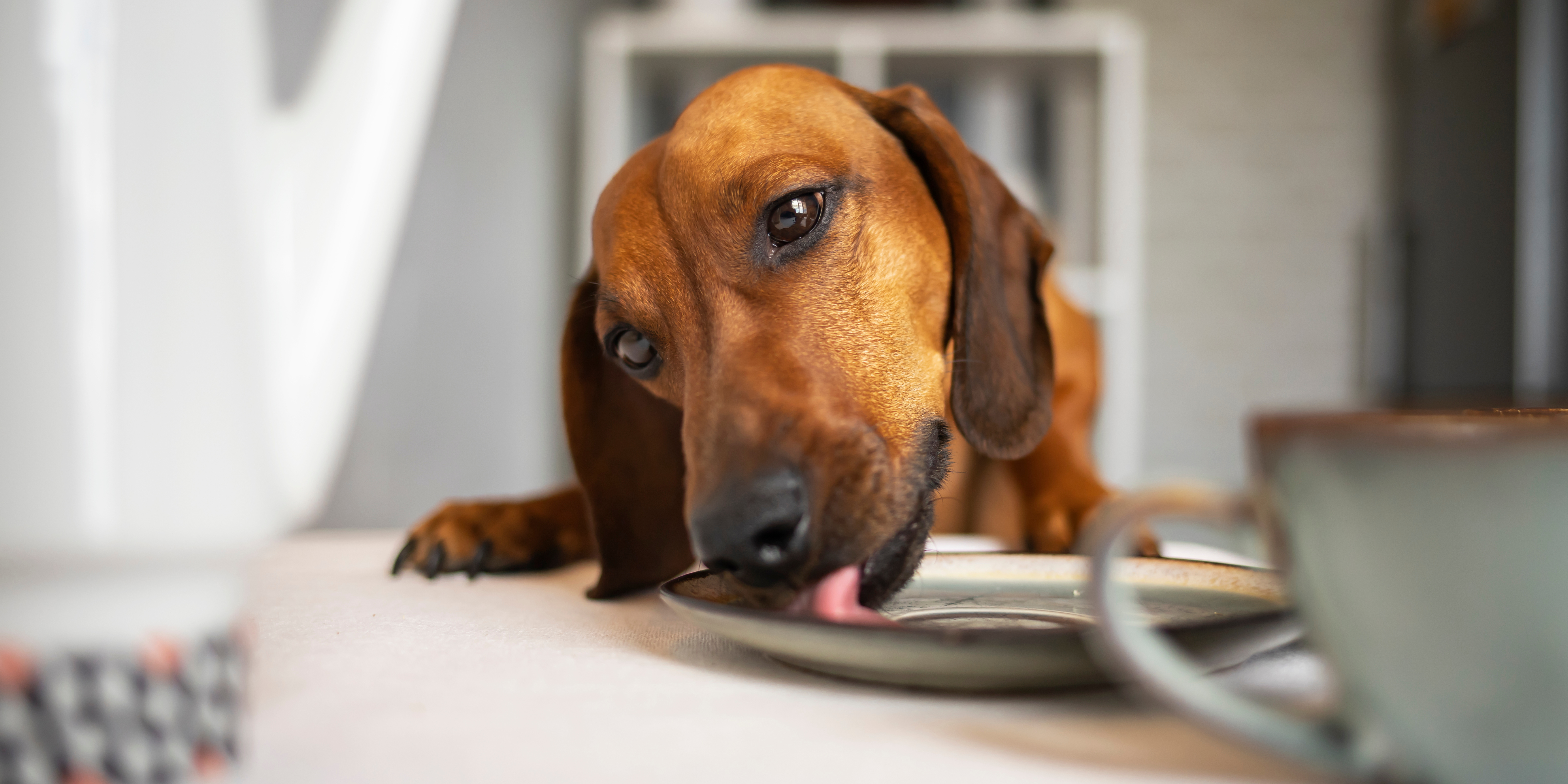 Los mejores piensos para Teckel en 2026: cómo elegir la mejor alimentación para tu perro salchicha
