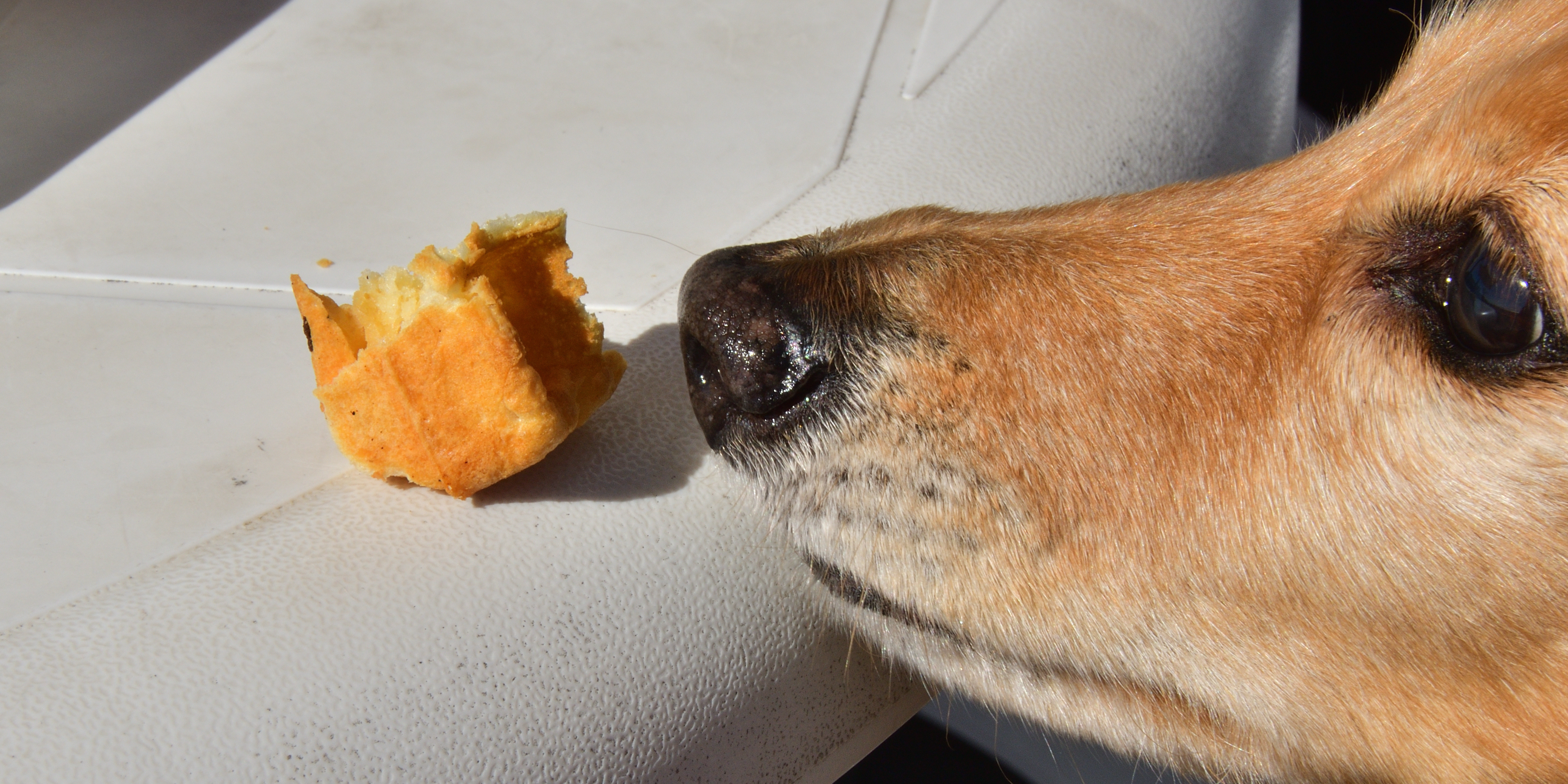 Snacks saludables para Teckel: premios ideales para cuidar a tu perro salchicha