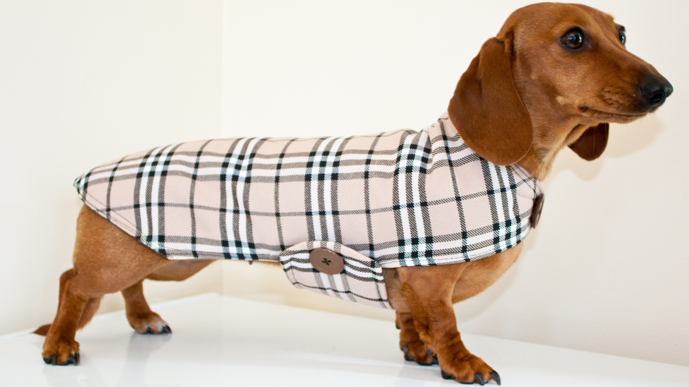 Problemas de salud en el Teckel: enfermedades comunes en los perros salchicha y cómo prevenirlas