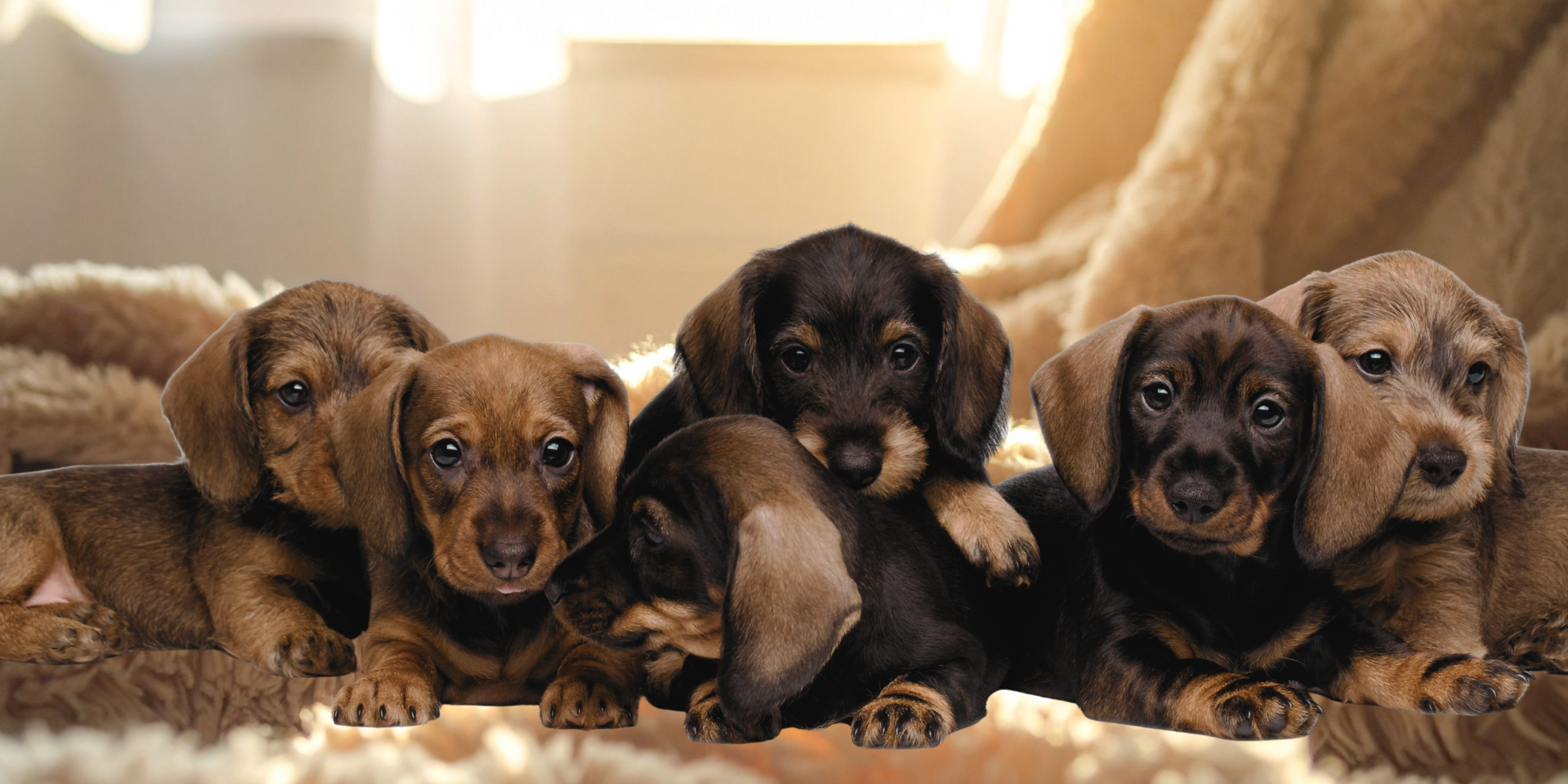 Tipos de perro salchicha: Tamaños, pelaje y colores explicados